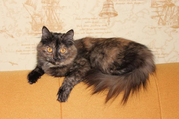 Yumuşak kedi kırmızı bir kanepede yatıyor.