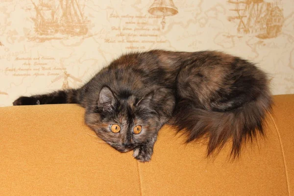 Yumuşak kedi kırmızı bir kanepede yatıyor.