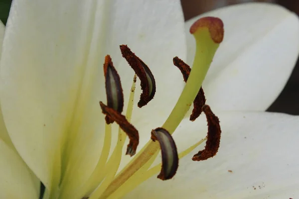 Beautiful Lily Flowers Grow Garden — Stock Photo, Image