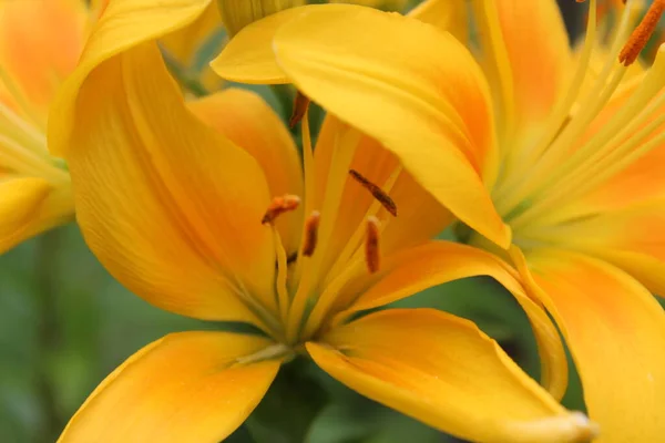 Parlak güzel zambak çiçekleri bahçede yetişir.