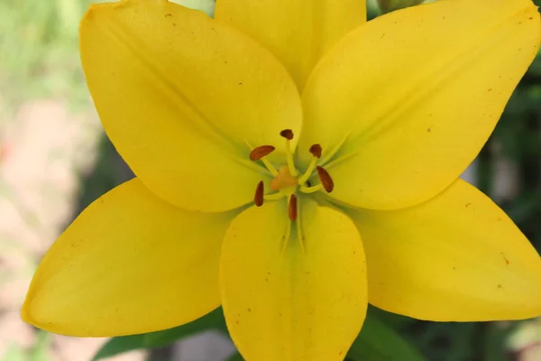 Parlak güzel zambak çiçekleri bahçede yetişir.