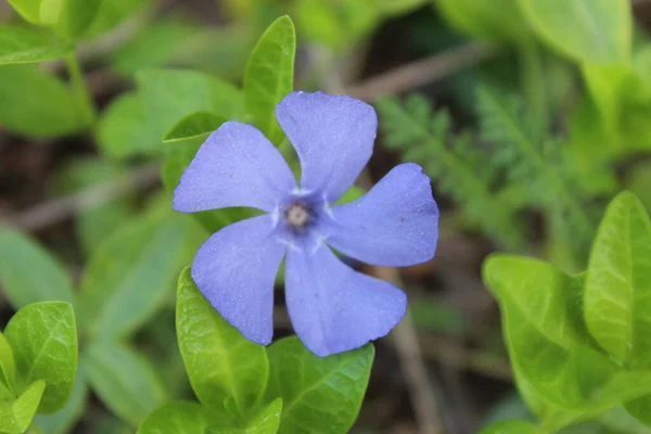 Beautiful Blue Curly Periwinkle Flower Stock Photo
