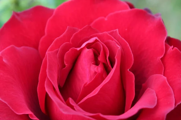 Bahçede açan parlak güzel güller