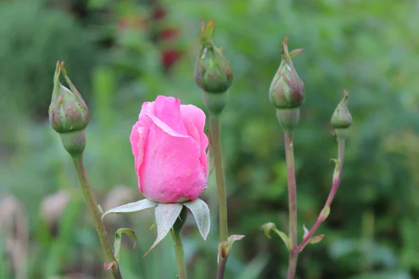 Bahçede açan parlak güzel güller