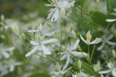 Güzel beyaz klematis çalısı çiçek açtı