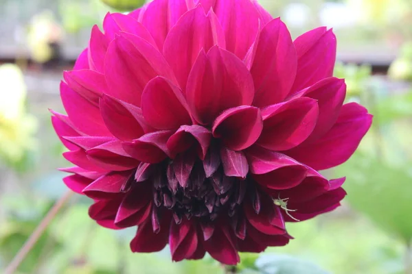 Piękny Fioletowy Kwiat Dahlii — Zdjęcie stockowe