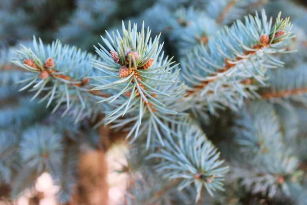 Güzel pofuduk mavi ladin  