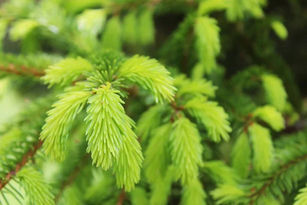 Schöne Flauschige Grüne Fichte lizenzfreie Stockfotos