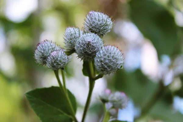 Büyük yuvarlak dikenli çalılar