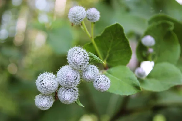 Büyük yuvarlak dikenli çalılar
