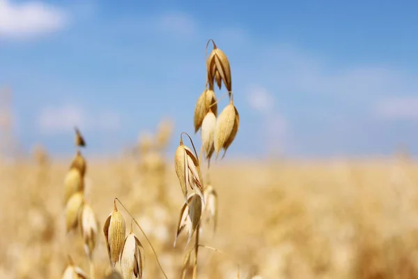 Dikenli güzel yaz tarlası