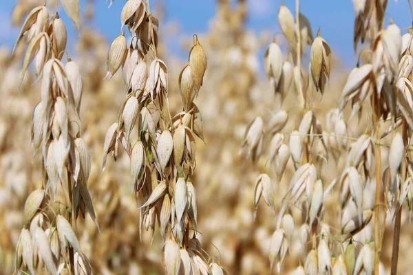 Dikenli güzel yaz tarlası