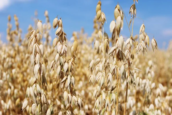 Sommer Schönes Feld Mit Stacheln — Stockfoto