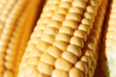 Lezzetli şeker sarısı güzel mısır