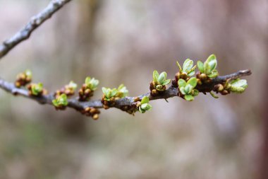 Spring. Buds bloom on the trees clipart