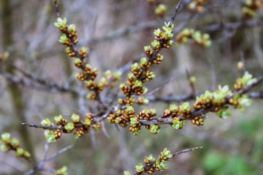 Bahar. Tomurcuklar ağaçlarda açar