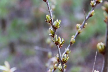 Bahar. Tomurcuklar ağaçlarda açar