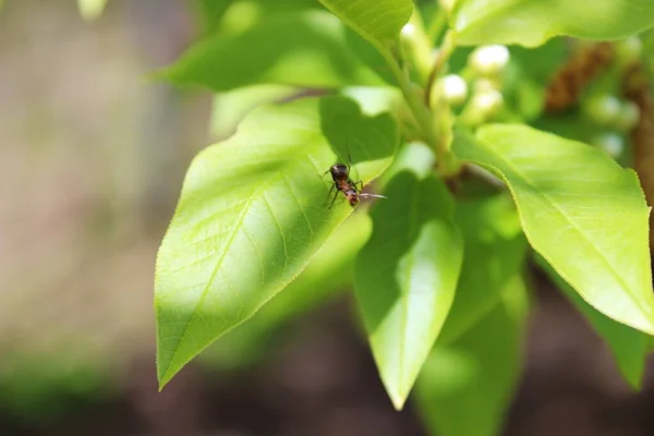 緑の葉の上に座っている赤いアリ — ストック写真
