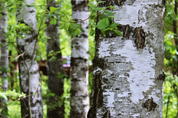 Yazın güzel huş ağacı korusu