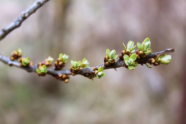 Spring. Buds bloom on the trees