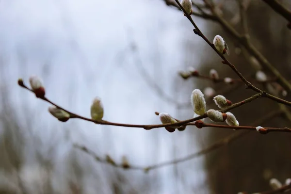 Весной Почки Цветут Деревьях — стоковое фото