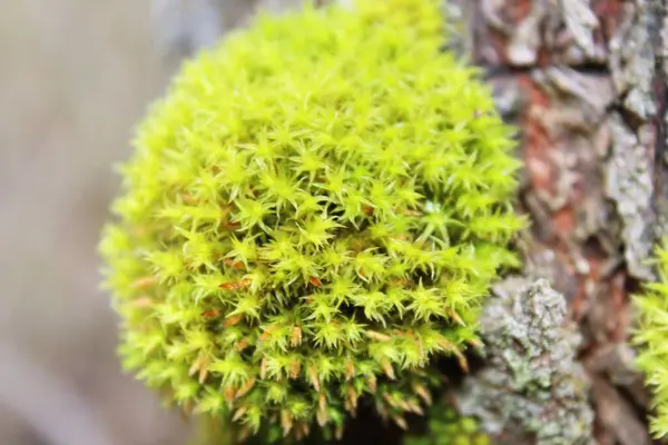 Ormandaki bir ağaçta yosun.