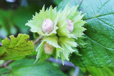 Fındık ormanda yetişir.