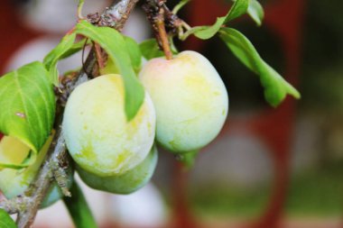 Büyük şeftaliler dalda olgunlaşır.