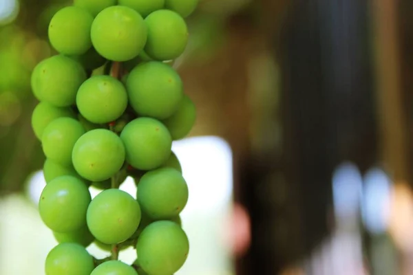 Een Grote Tros Onrijpe Druiven — Stockfoto
