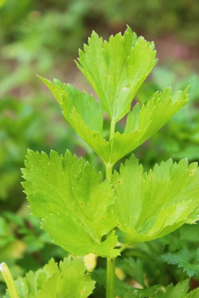 Sulu yeşil pofuduk, güzel maydanoz