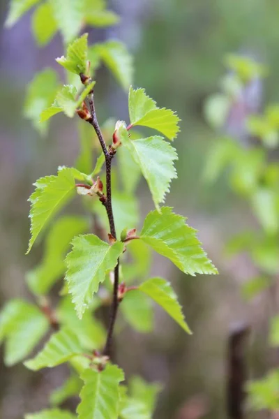 Genç bir huş ağacının yeşil dalı