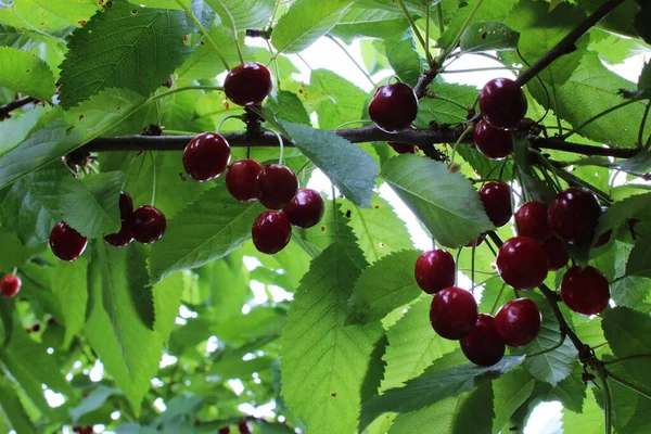 Bunches Ripe Red Cherries — Stock Photo, Image