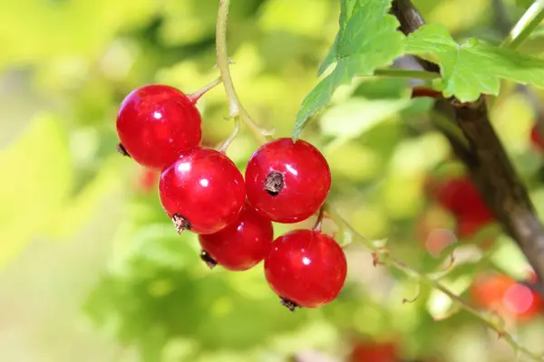 Bunch Ripe Red Currants — Stock Photo, Image