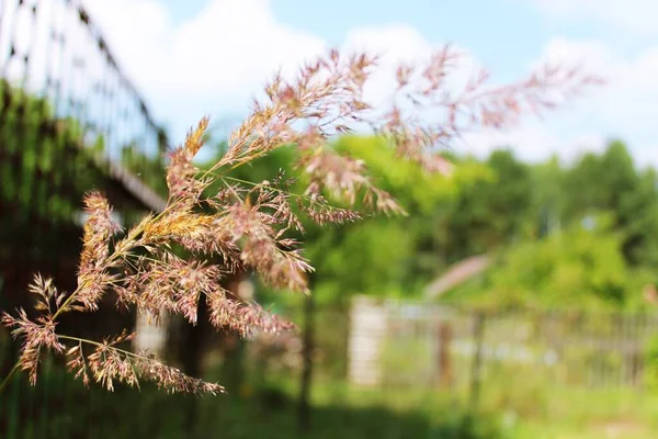 Bahçede kabarık bir diken yetişiyor.