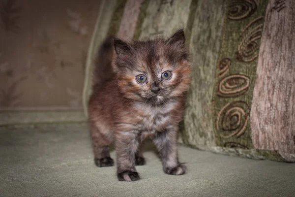 Yumuşak kedi kanepede duruyor.