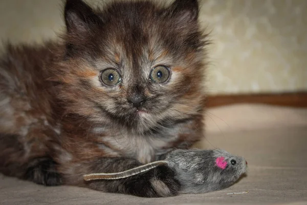 ふわふわ子猫とおもちゃのマウス — ストック写真