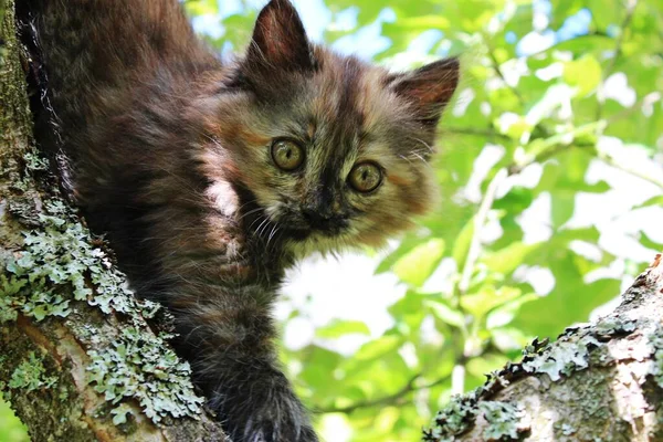 Ağaçta oturan küçük kedi yavrusu