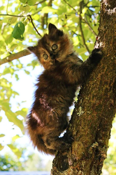 Ağaçta oturan küçük kedi yavrusu