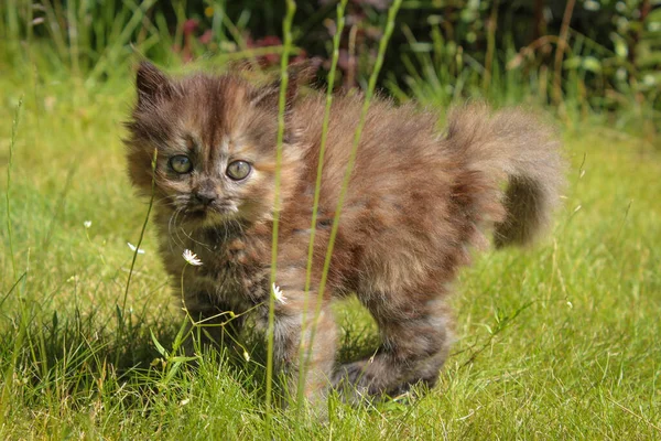 Fluffy Kitten Sitting Grass Royalty Free Stock Photos