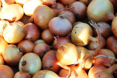 Altın soğanlar güneşte kurutulur.