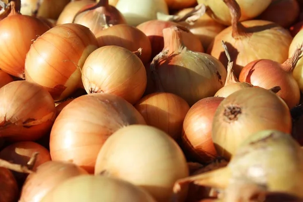 Altın soğanlar güneşte kurutulur.