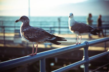Tırabzanda bir sıra martı.