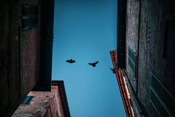 Птицы летают между двумя зданиями — стоковое фото