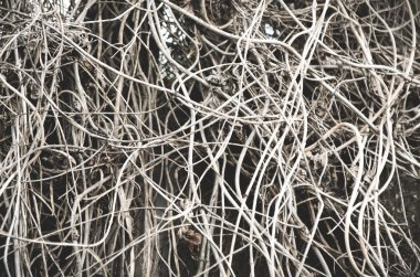 Kuru dallar, üzüm doğada duvarlarından