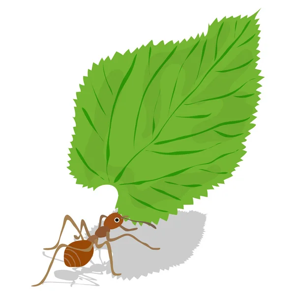 Διάνυσμα Μυρμηγκιών Κόκκινο Μυρμήγκι Πράσινα Φύλλα Ant Φέρει Φύλλο Διανυσματική — Διανυσματικό Αρχείο