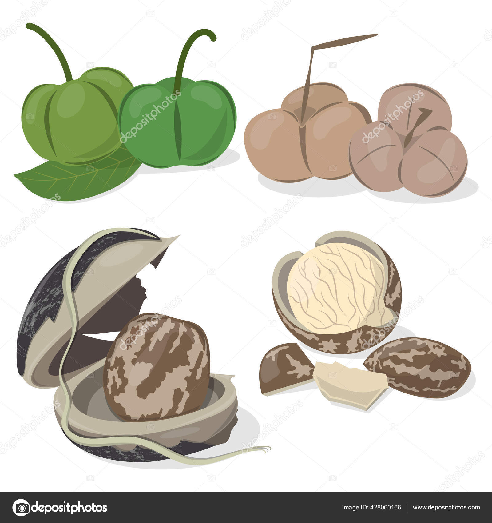 Rubber Seed Isolated White Background Vector Illustration Seed Rubber