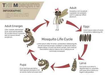 Sivrisinek yaşam döngüsü vektör çizim karikatürü. Sivrisinek yaşam döngüsü bilgileri. 