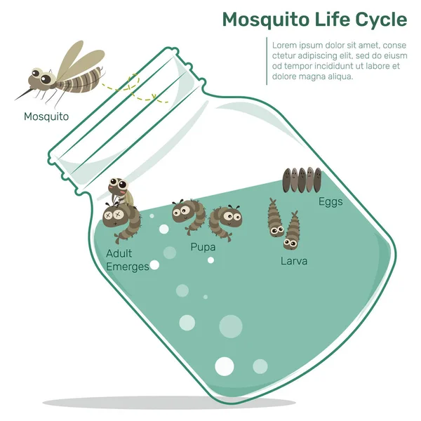 Жизненный Цикл Комаров Векторной Иллюстрации Стеклянной Бутылки Инфографика Жизненного Цикла — стоковый вектор