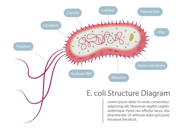 Escherichia coli structure diagram vector illustration. E. coli infographic.
