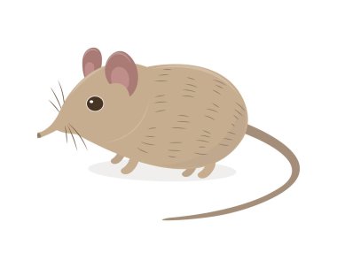 Elephant shrew vector cartoon illustration. Long nose shrew cartoon. Weird mouse vector cartoon isolated on white background. Rare animal.  clipart